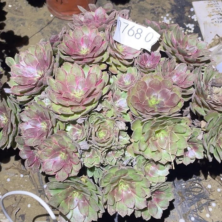 陈*多肉植物断枝不包768莲花座