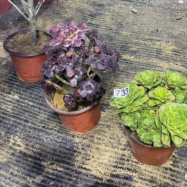 733，2颗多肉法师多肉