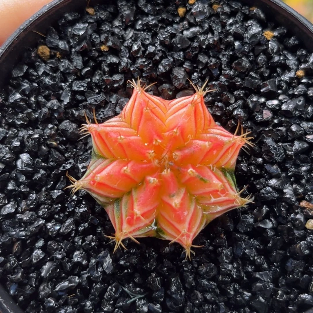 小candy 米哈仙人球