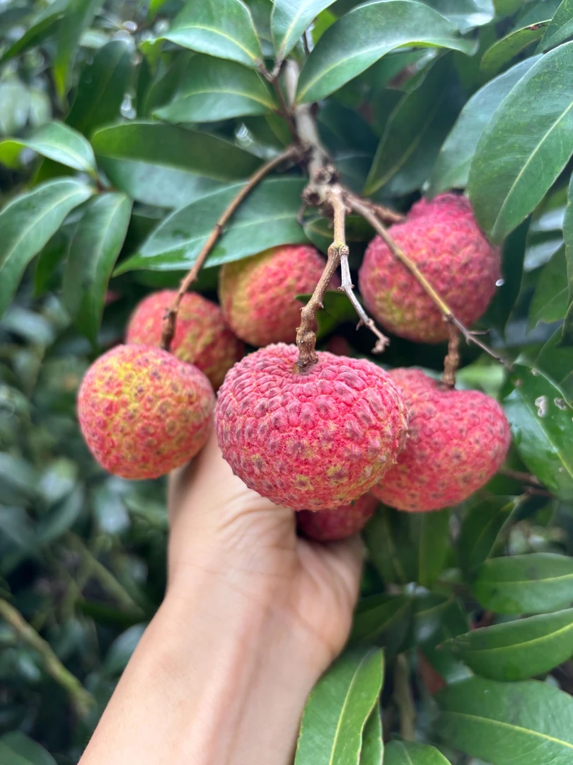 【顺丰冷链】桂味+鸡嘴混合装新鲜水果荔枝清甜广东果园场地10斤装