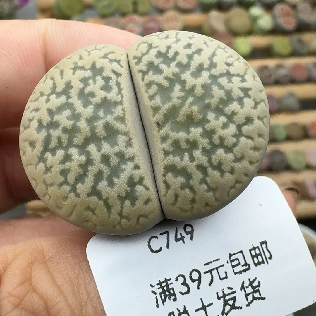 749号3.4厘米哈哈哈哈哈哈哈哈