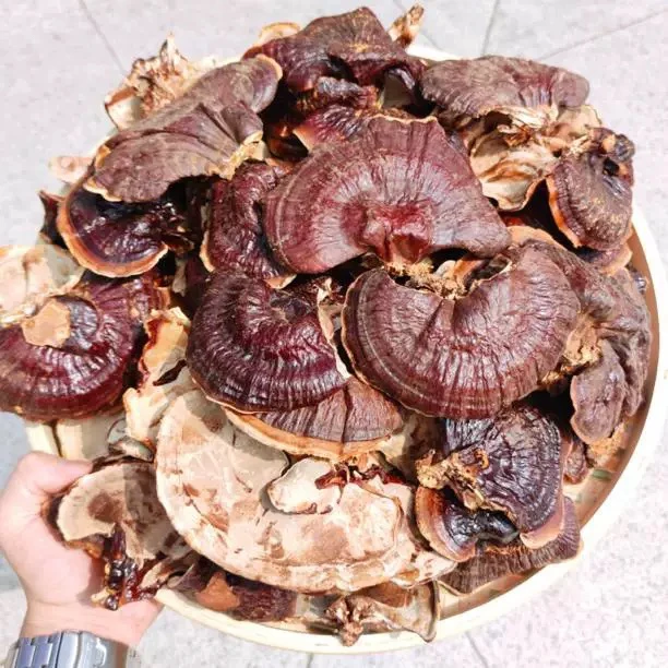 正宗西藏灵芝金边芝芝菌菇250g菌味浓郁煲汤煲水