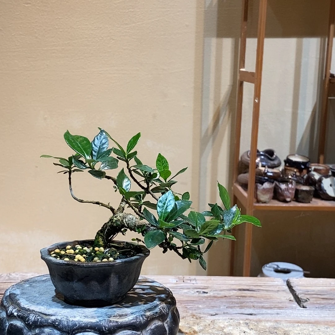 无花朵华*1栀子花