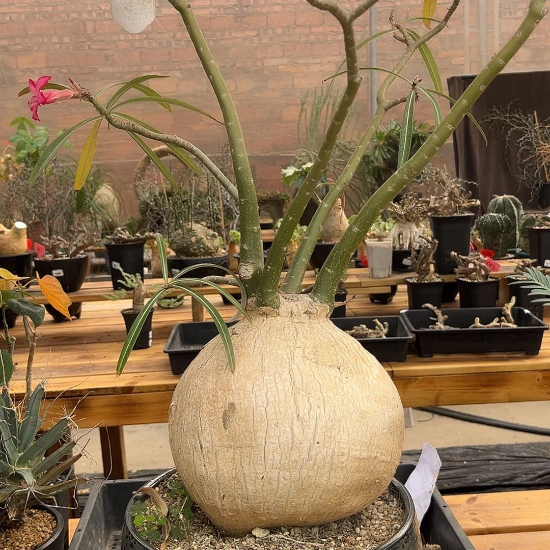 汤圆植物索马里沙枚