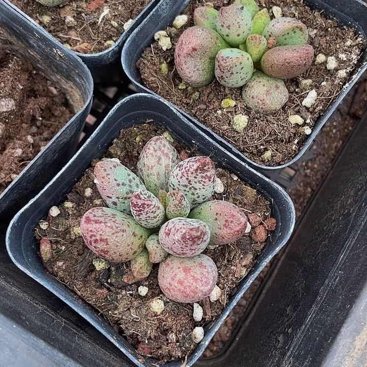 玛丽安水泡2.8带盆土