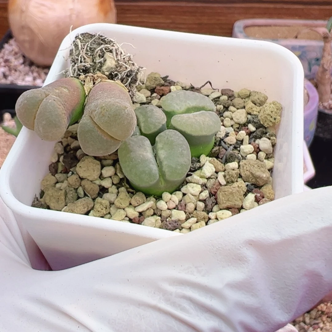 斌***^福利特特特特特特