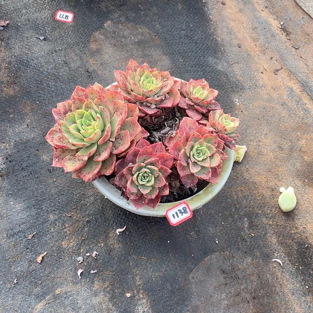 1138贝拉 一物一拍多肉