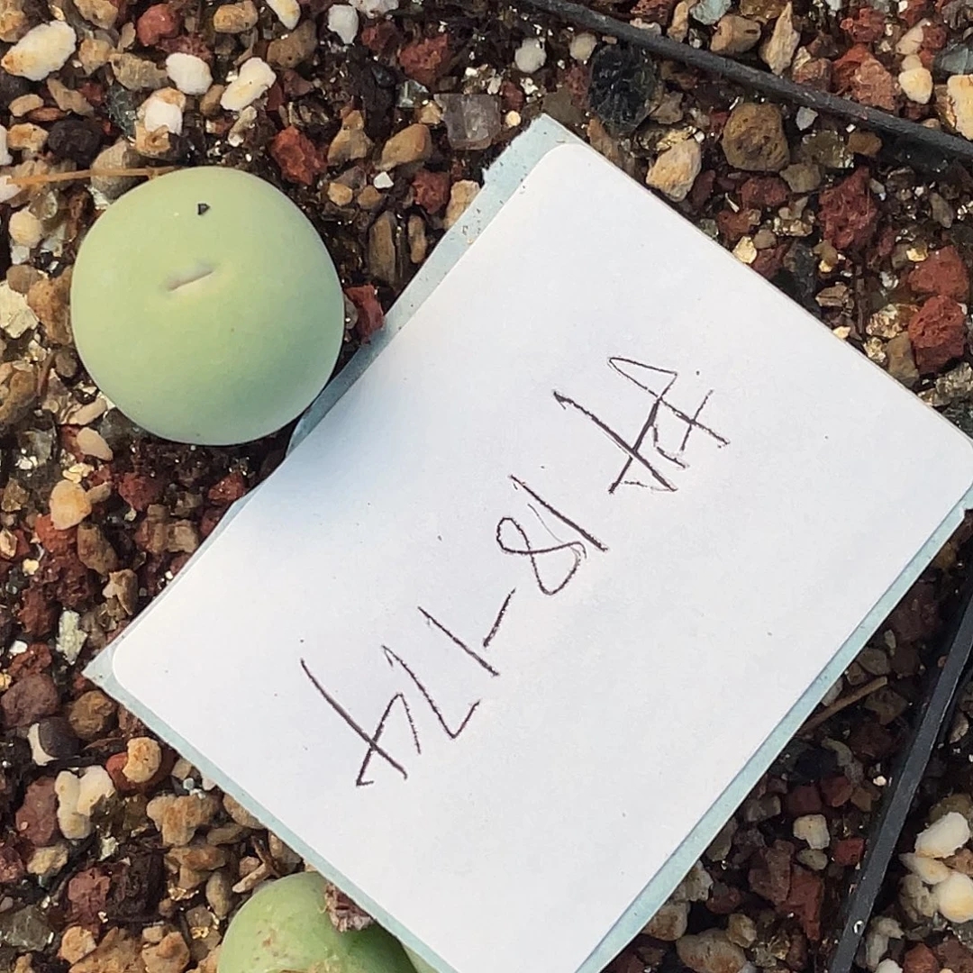 18-174肉锥多肉植物