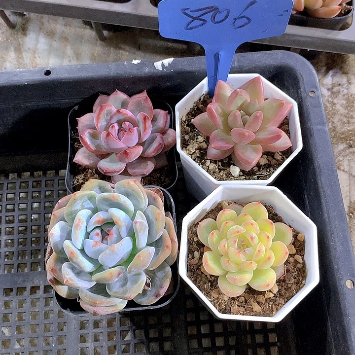 806号多肉植物园艺