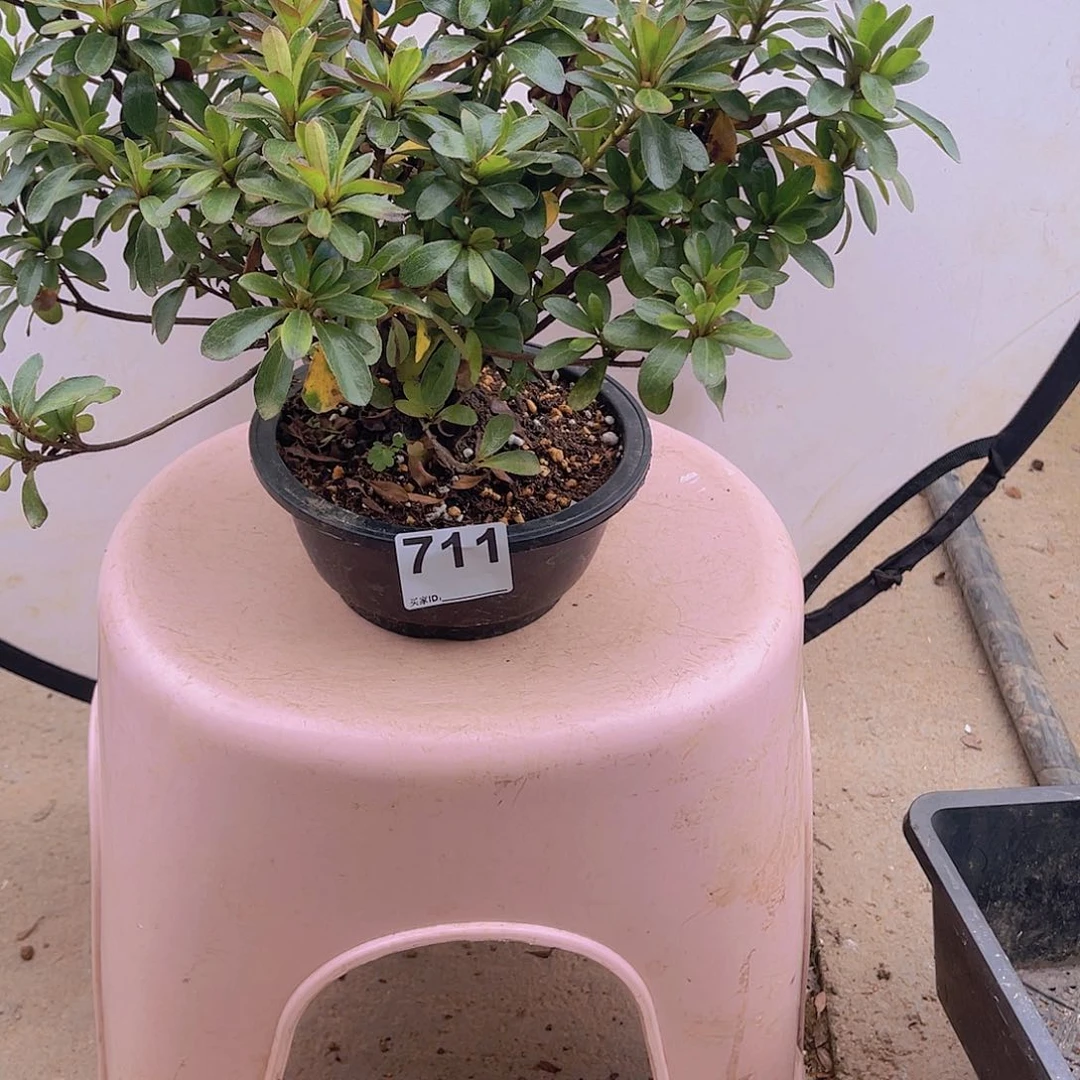 红陶直播时间一定一定