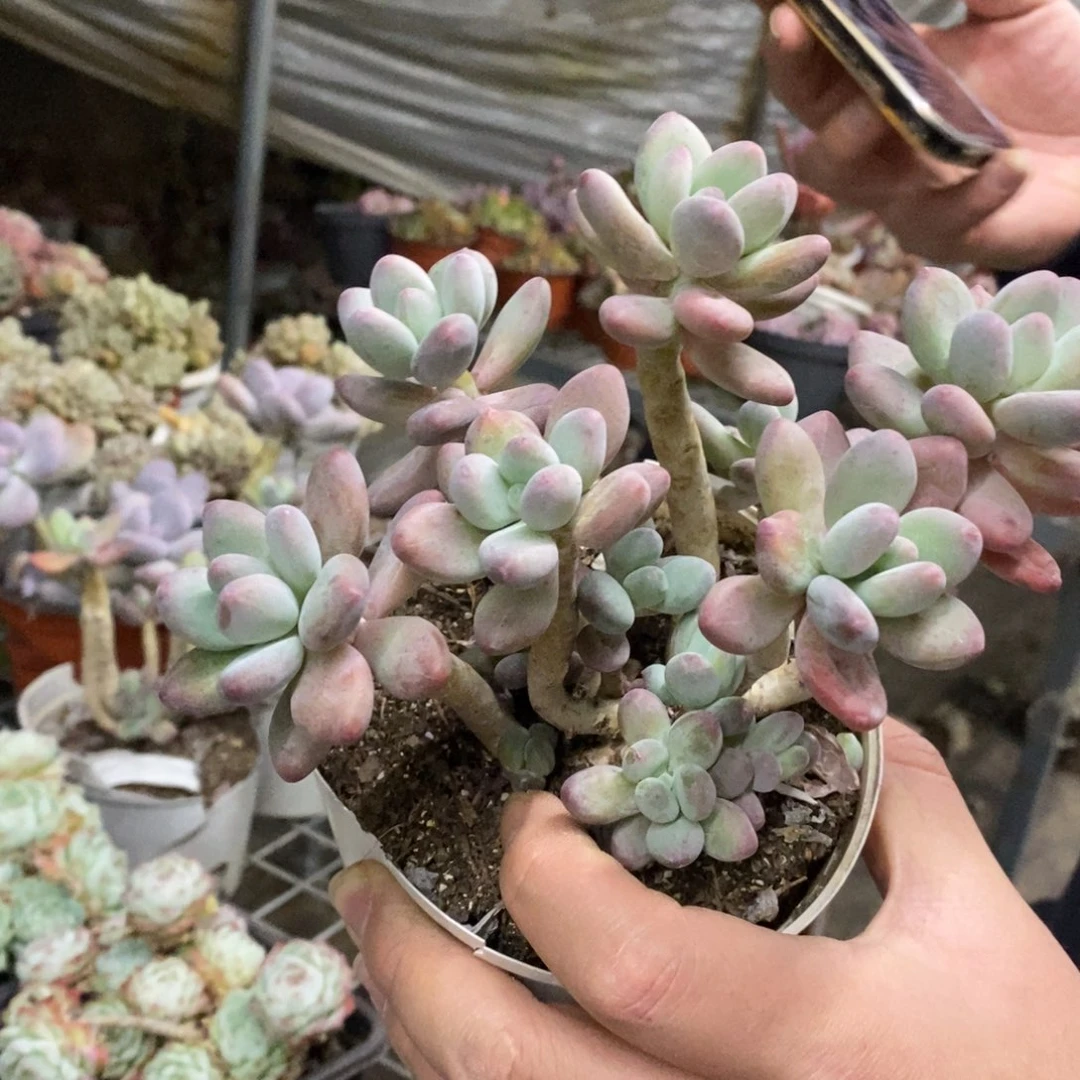 苹果奶整桩整群老桩，160杯