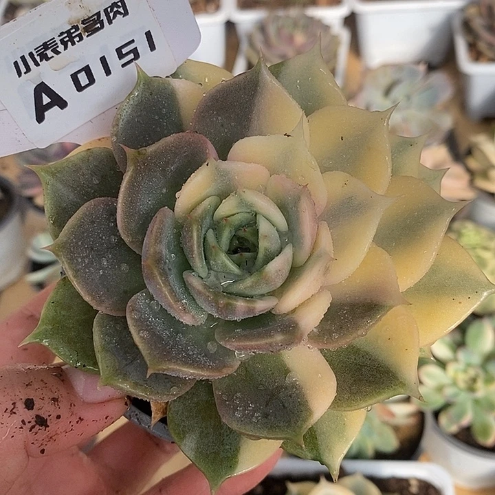 151贝加尔湖哈哈哈哈哈