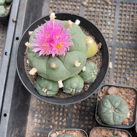 嗨*岚实生草球46677889