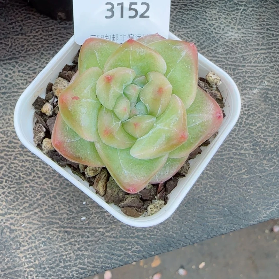 孤品，3152多肉植物