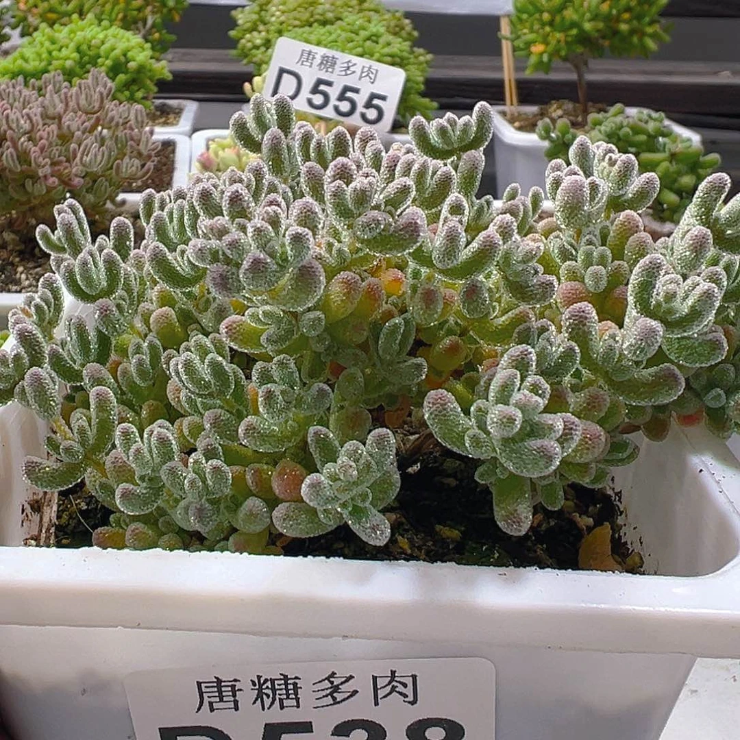 冰晶紫538。          福利