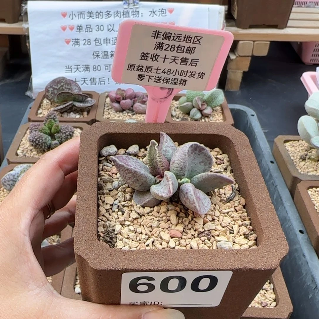 口**妹600实生多肉植物