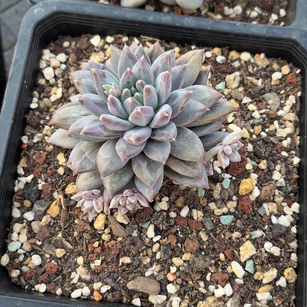 多肉植物多肉植物