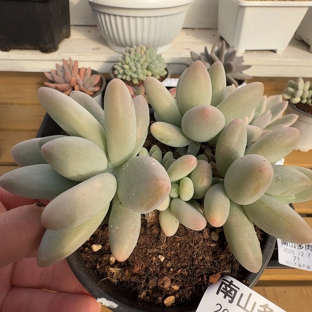 白兰地11111127-78