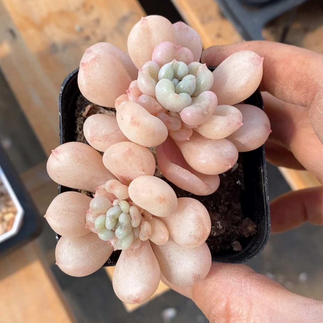 精品多肉一物一拍不包整97