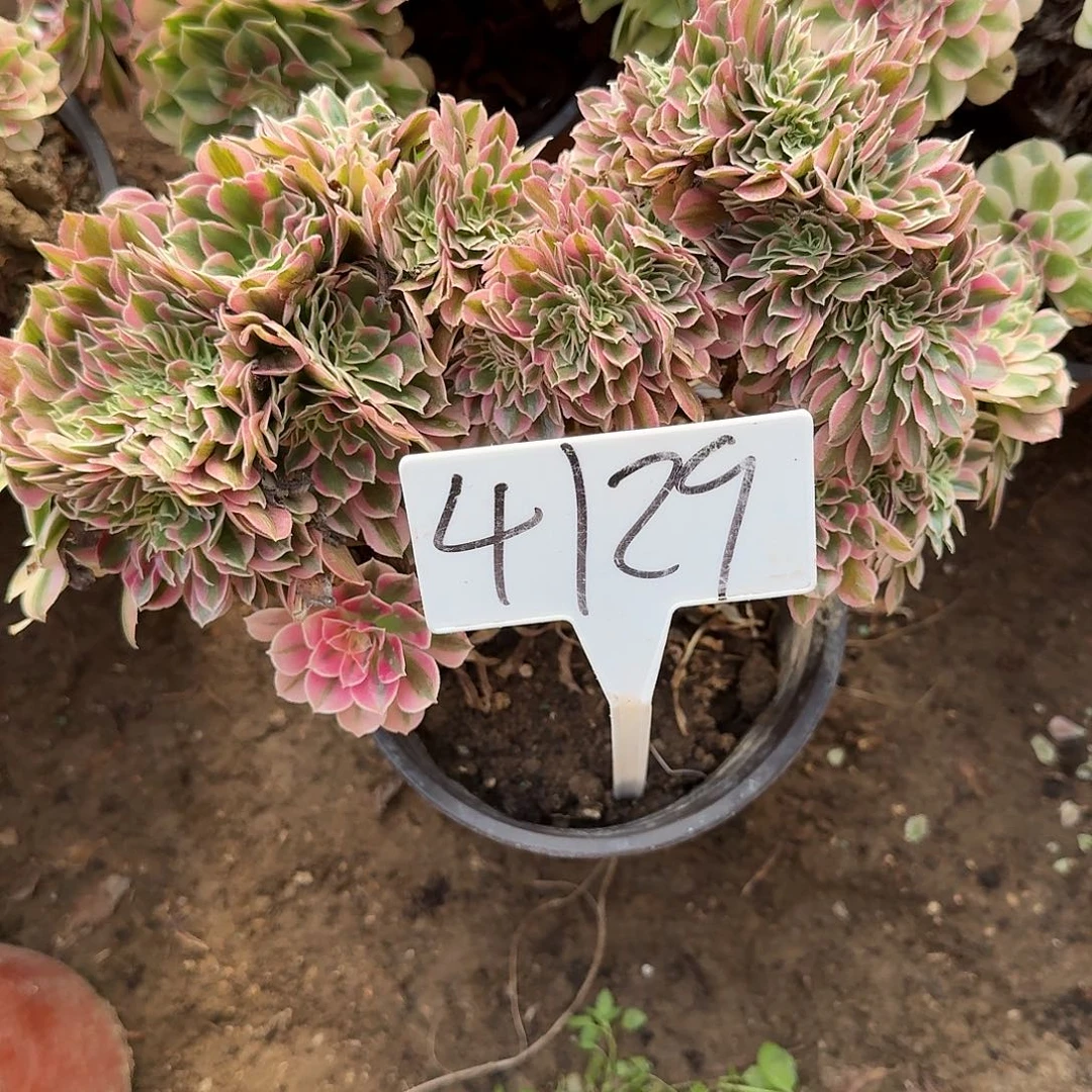 4129粉女郎缀多肉法师多肉