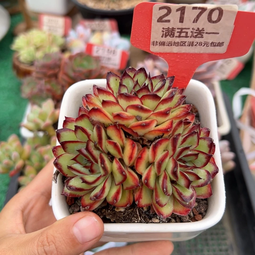 表妹精品多肉2170.