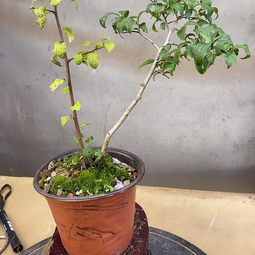 无花朵老鸦柿黄瓢单