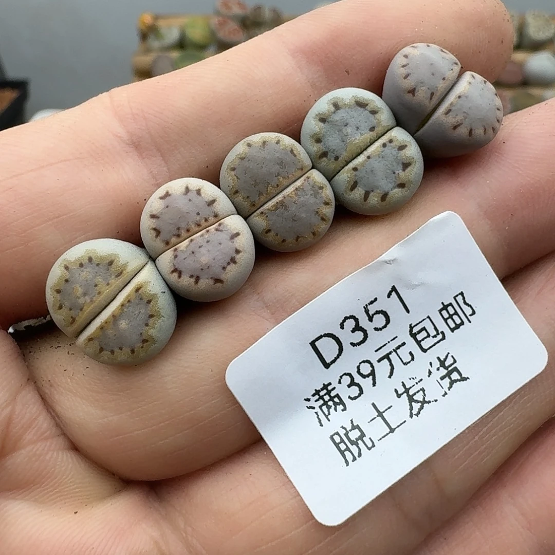且***8351多肉哈哈哈哈哈哈哈
