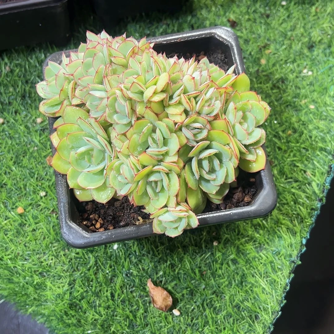 旺***爷牡丹亭朵朵多肉植物