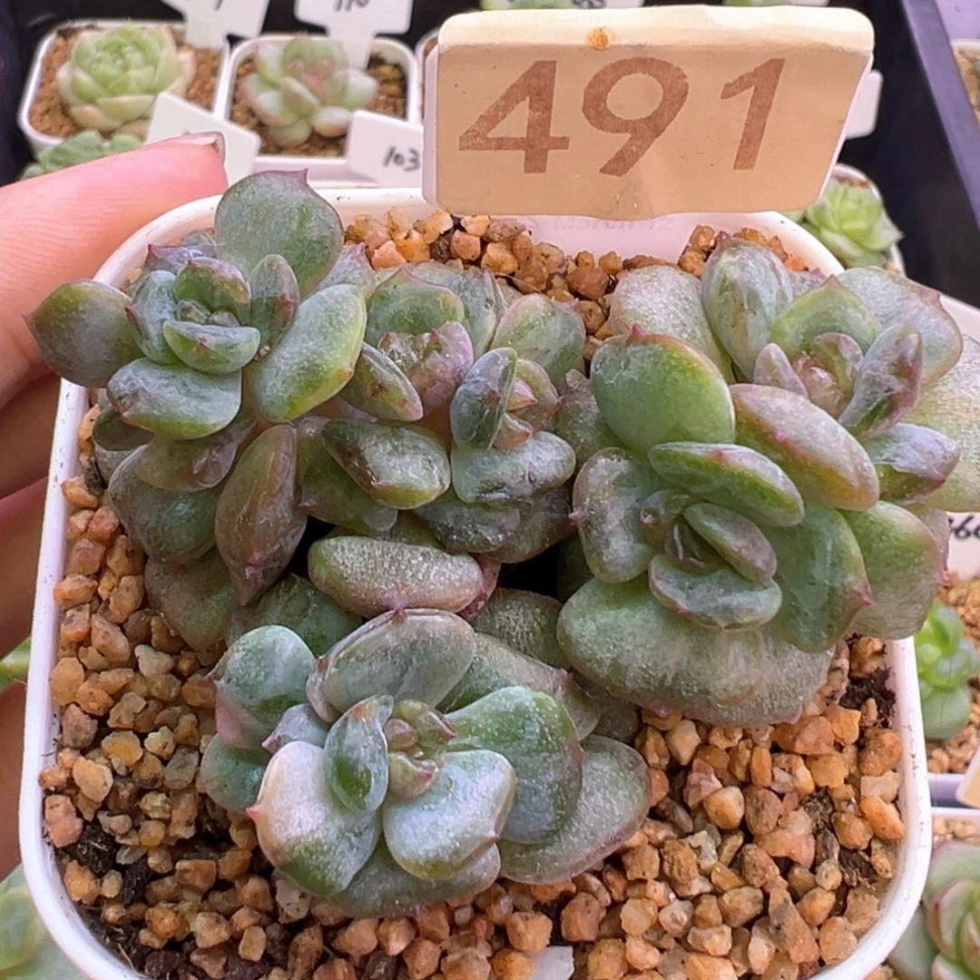 491号红恋石化带锦