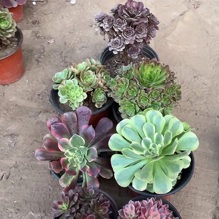 206多肉植物组合，