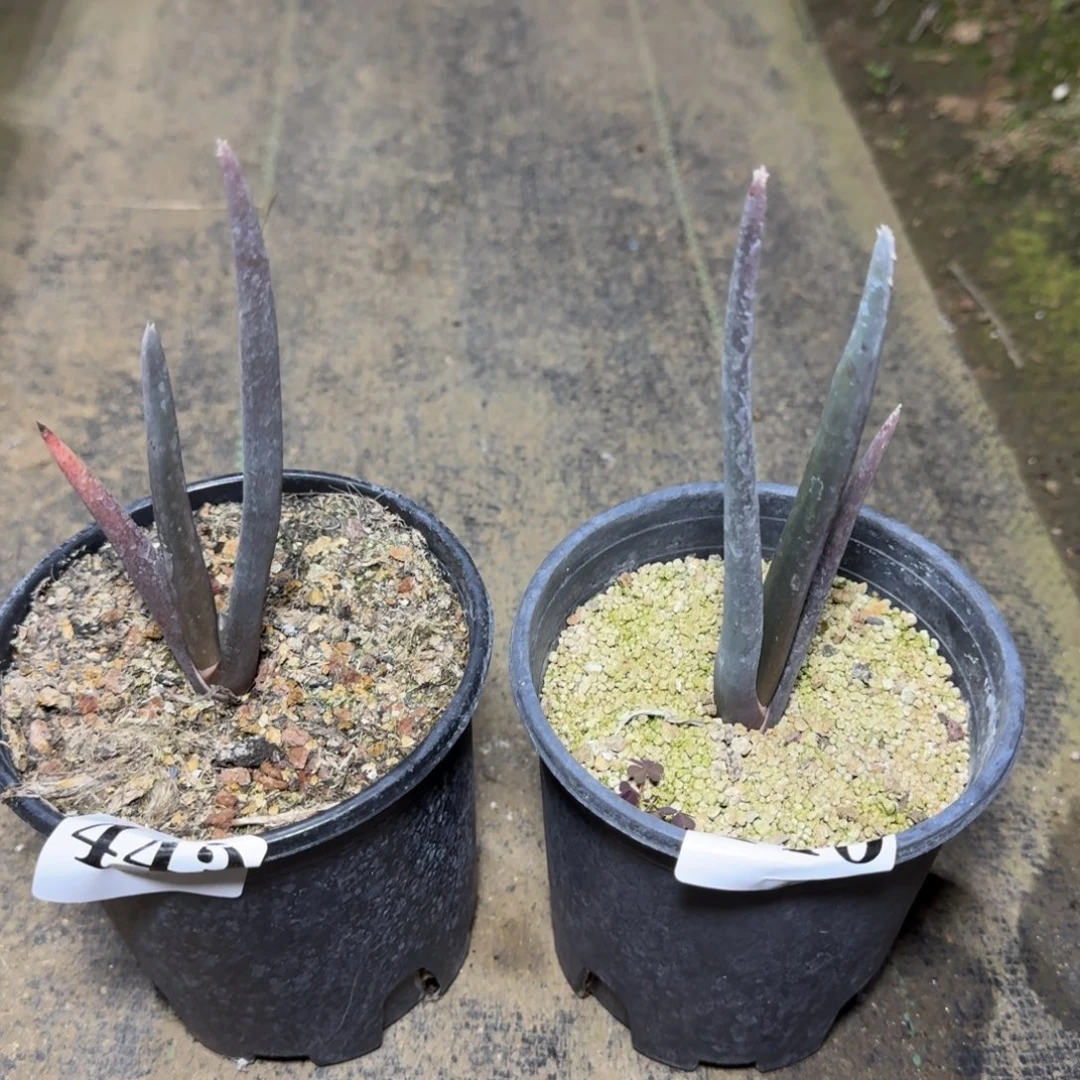 索赞芦荟1颗量拍多肉