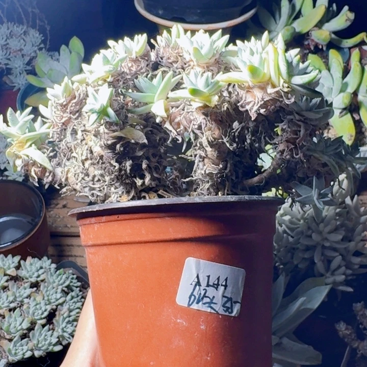 60头白菊一物一拍144