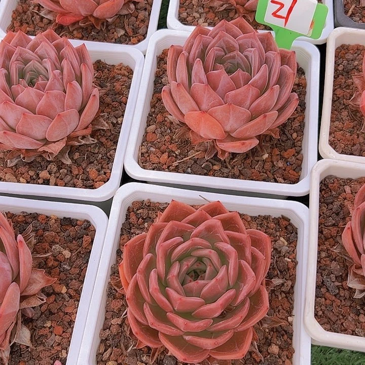 27暗夜带盆一个多肉植物