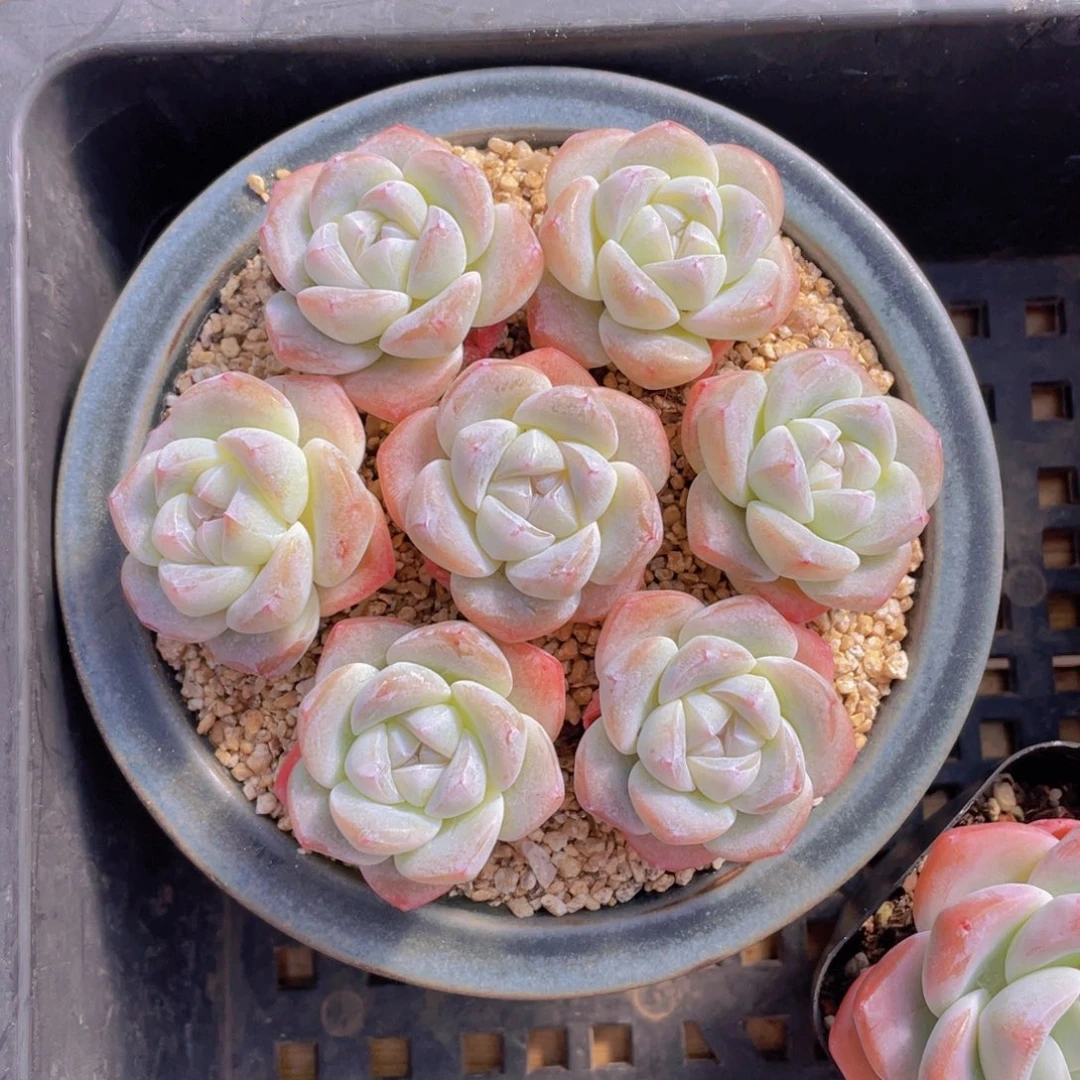 量拍100号 樱花钻石冰玉单头7个