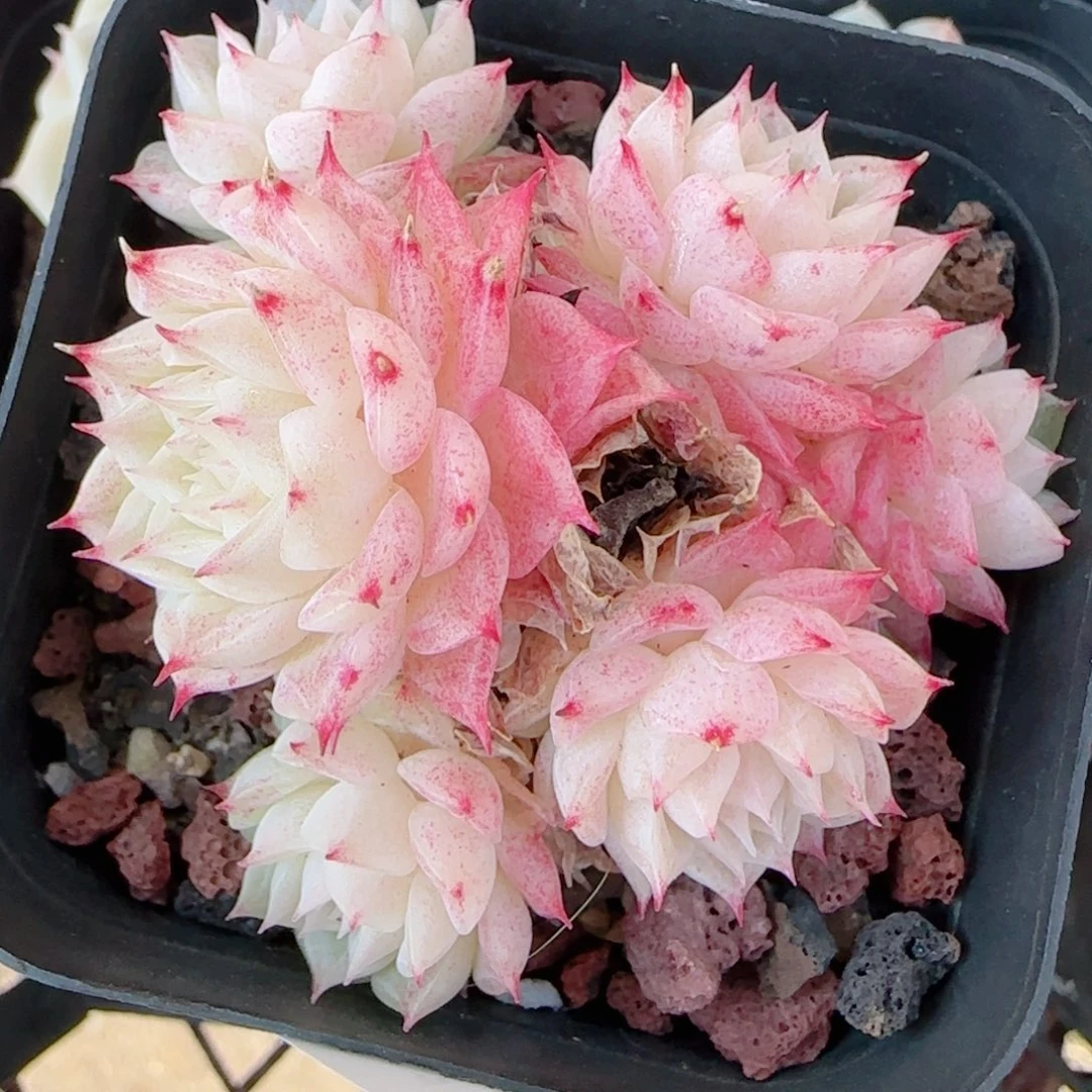 崽***吖花语多肉0101-186散魔仙麦秆