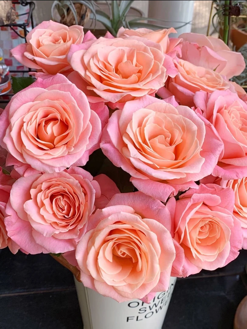 【精品】朱小姐玫瑰+康乃馨（全场任意一单包邮）