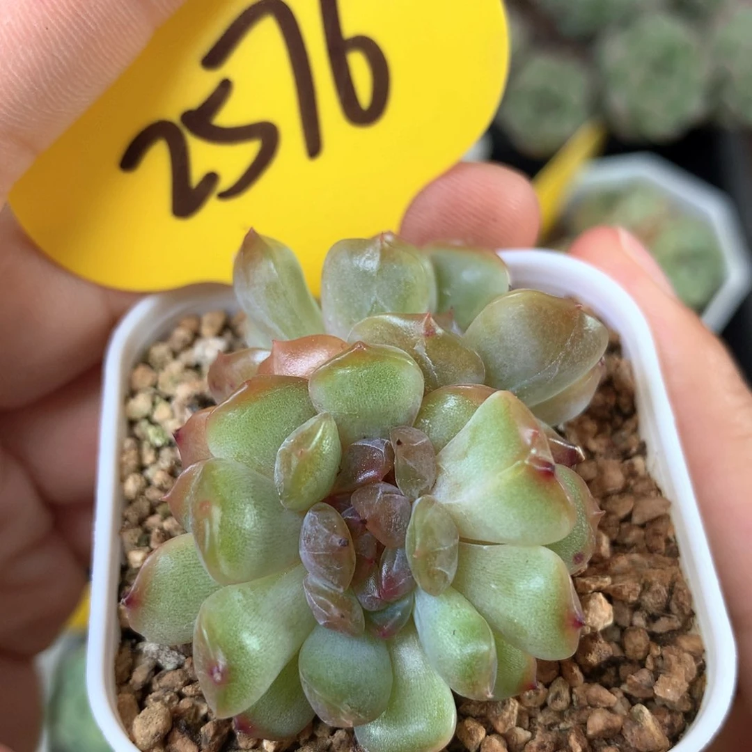 红色恋人缀化2576