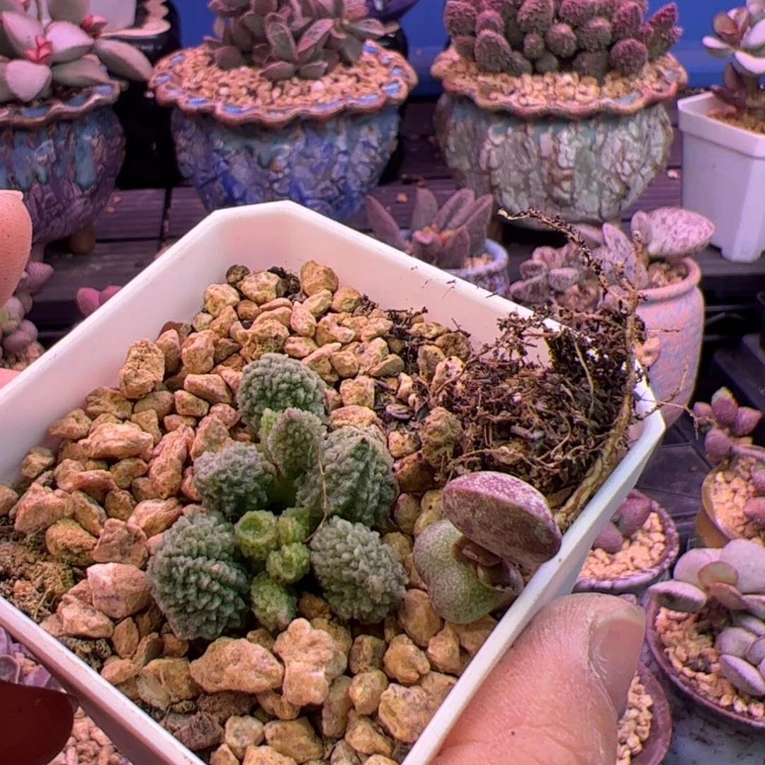 Y***n清卷 llllllll啦啦啦啦啦