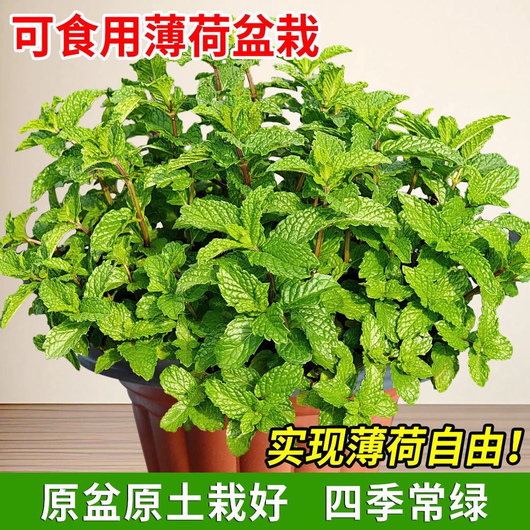 薄荷盆栽大苗室内驱蚊净化空气香草植物可食用