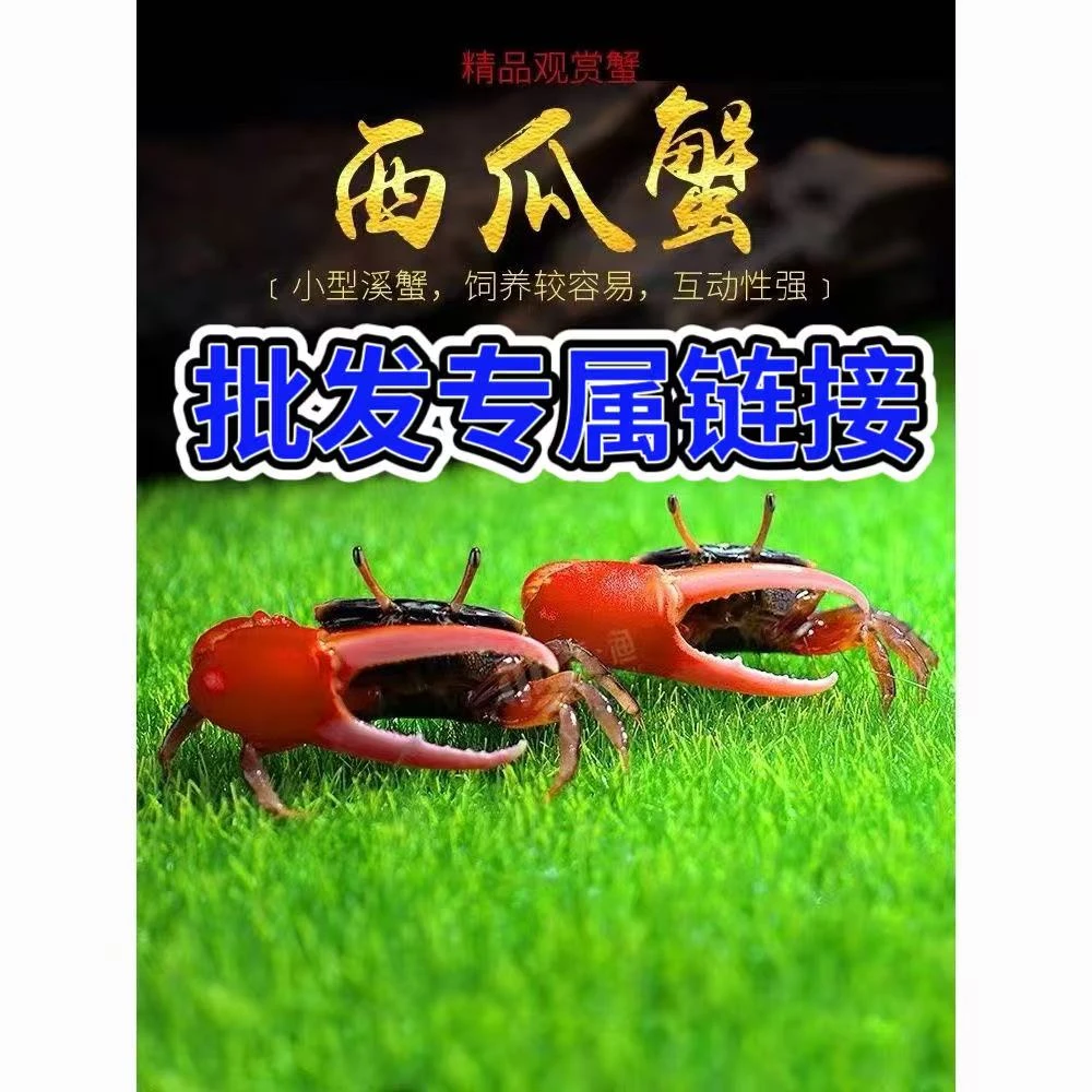 批发西瓜情侣蟹观赏蟹宠物蟹淡水螃蟹汽水蟹水陆雨淋缸爬宠招潮蟹