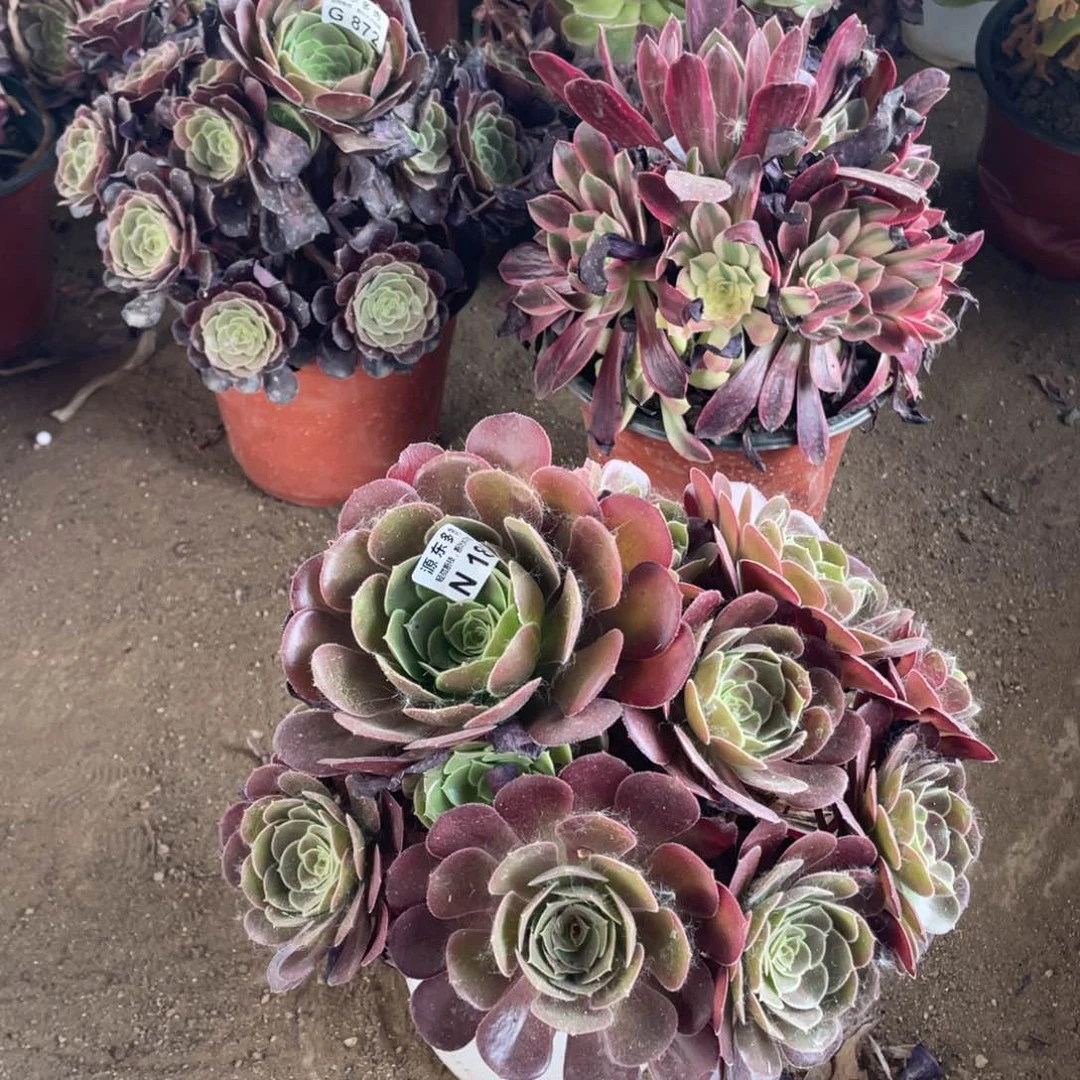 180荷兰多肉法师断枝不包