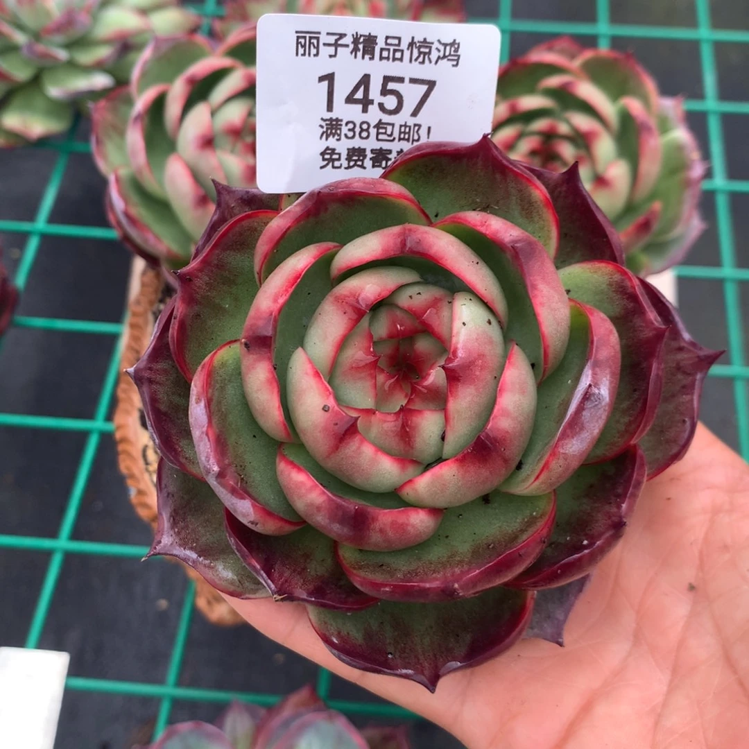 *****1457多肉植物10厘米