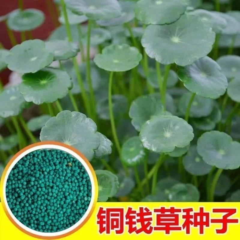 铜钱草水草铜钱草种子金钱草种子水养种子水培土培阳台鱼缸室内