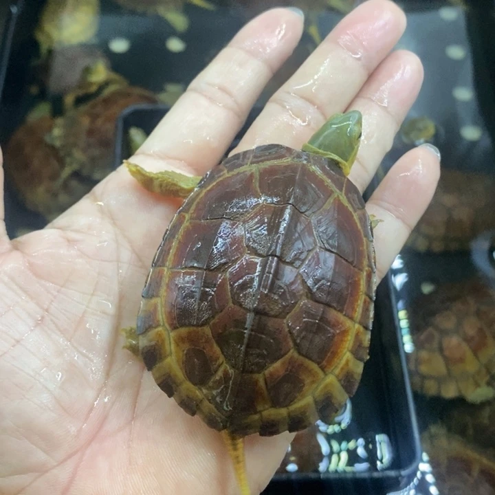 悠***心绿毛龟母123455666