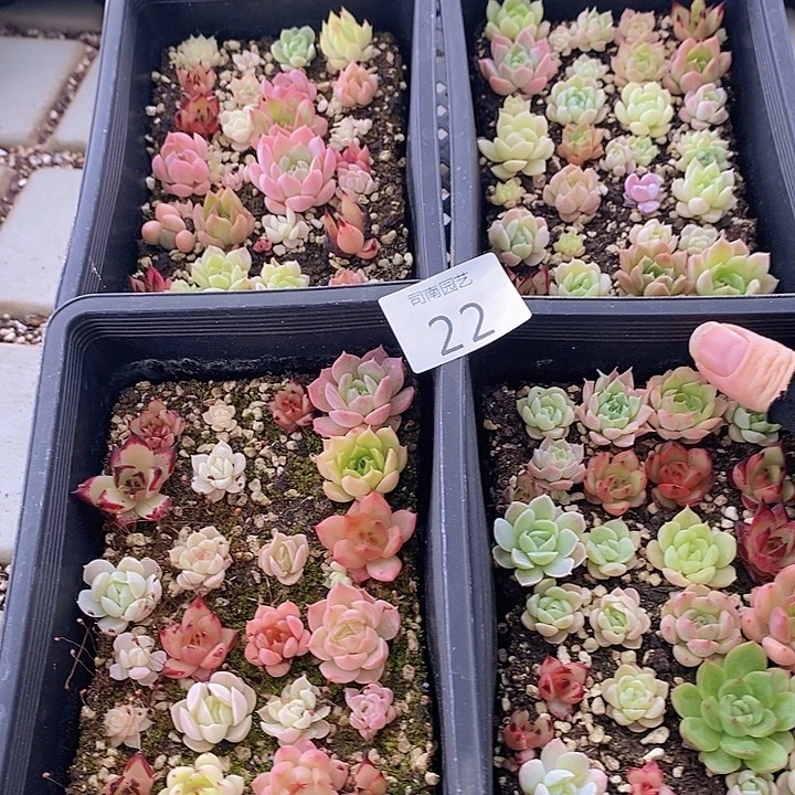 22 多肉植物盆栽花卉