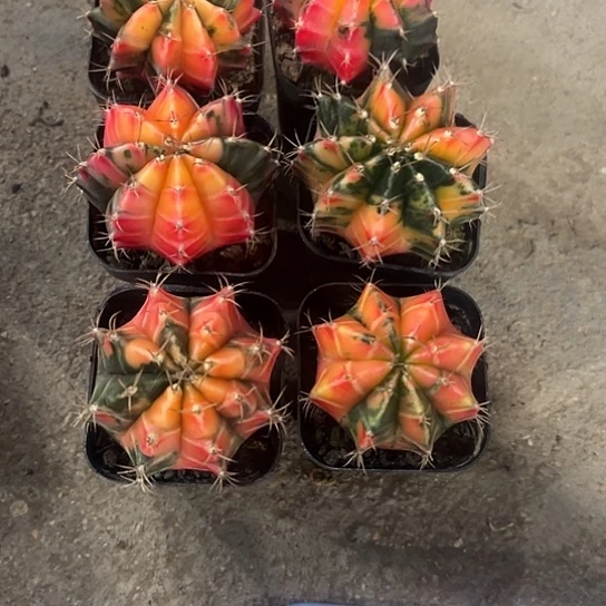 燕**3实生锦345678888