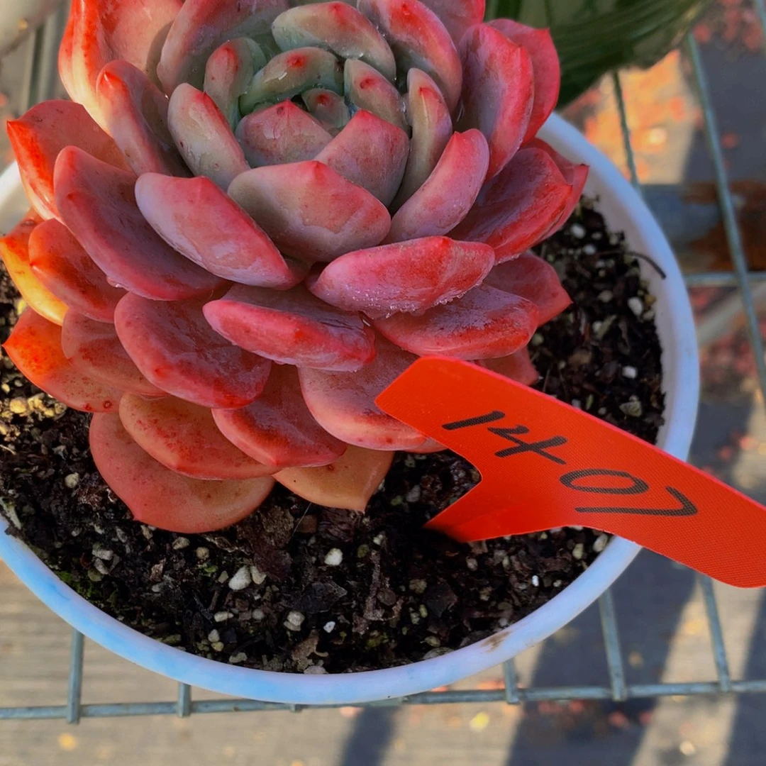 一物一拍1407-6-15.8