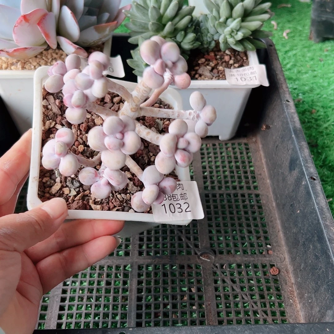 多肉一物一拍植物1032