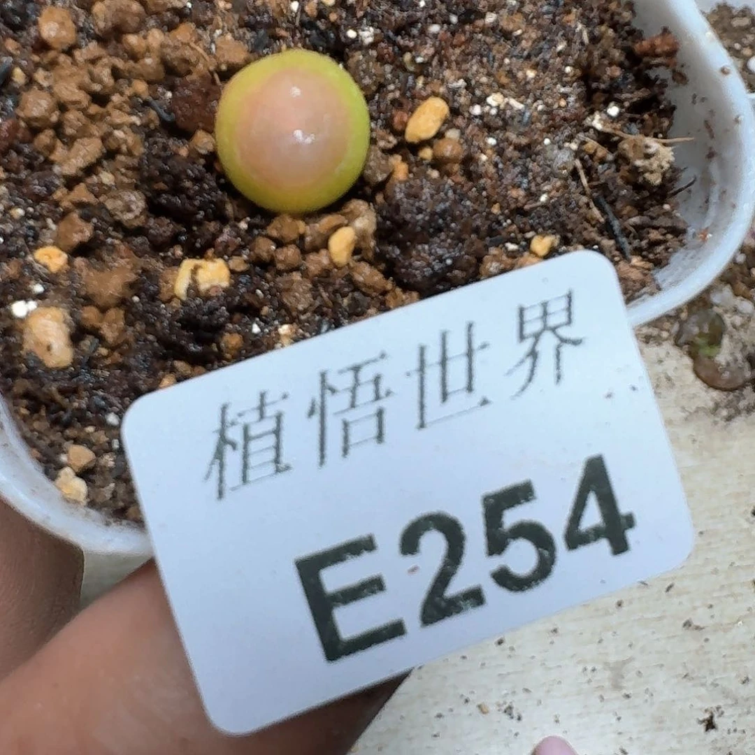 254盒多肉植物哇f f