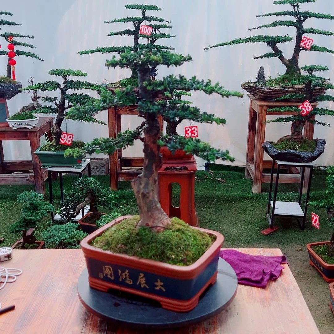 罗汉松小老桩红芽罗汉松